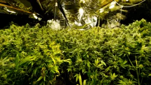 wietplantage ontruimen